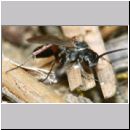 Episyron rufipes - Wegwespe m05b Sandgrube Niedringhaussee.jpg